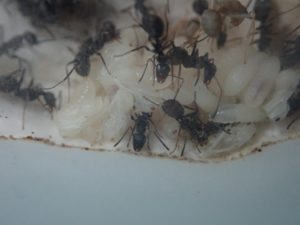 冬ってアリはどうしているの 冬季期間のアリ活動は アリの巣のぞいてく