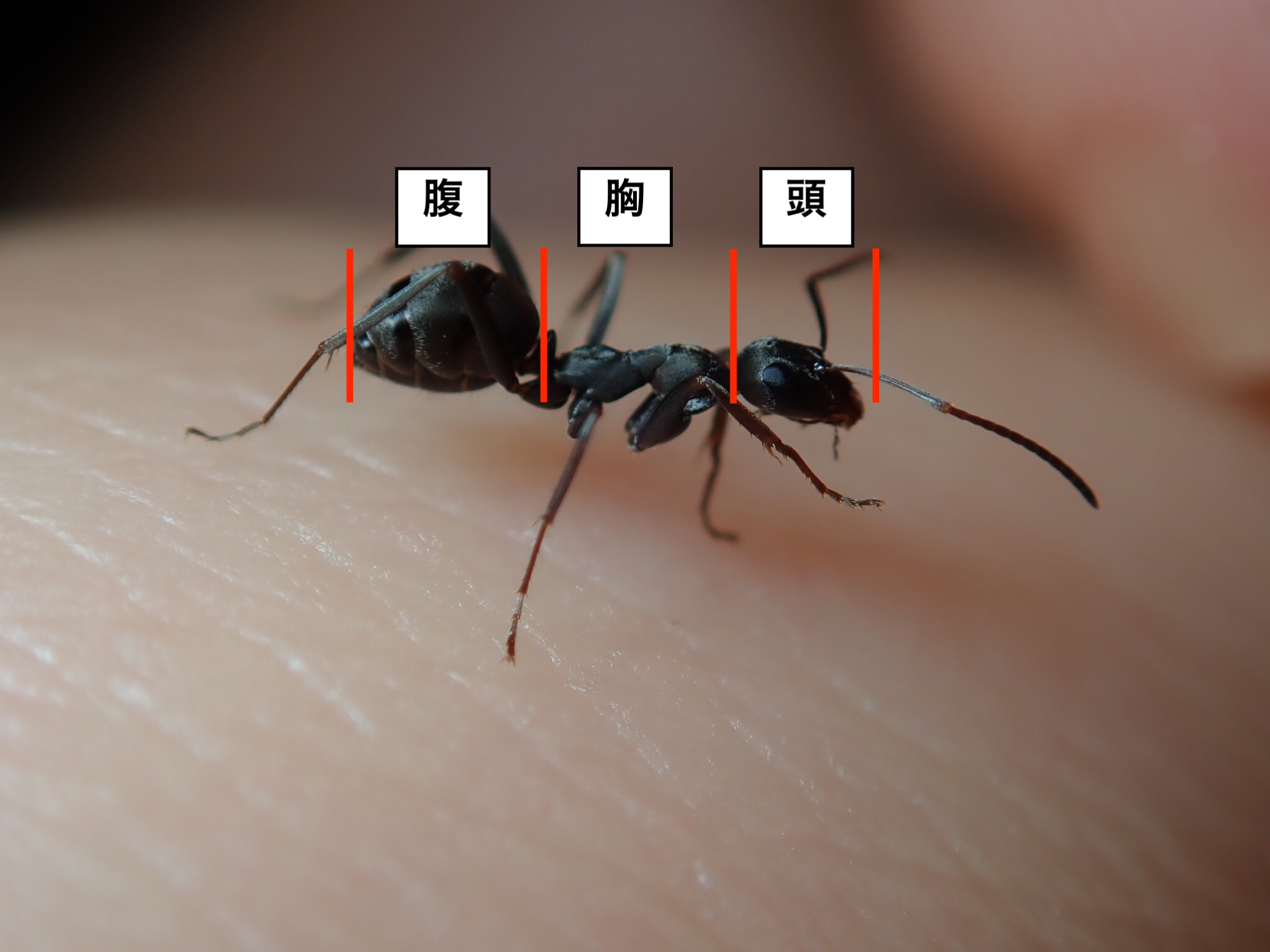 アリの飼育を始めたい人が初めにすべき たった1つのこと アリの巣のぞいてく